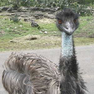 Meet your Posher, Kitrena